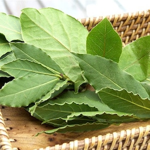 May include: Fresh green bay leaves, with their characteristic elongated shape and wavy edges, are displayed in a woven basket. The leaves are a vibrant green color, and the basket is made of light brown woven material.