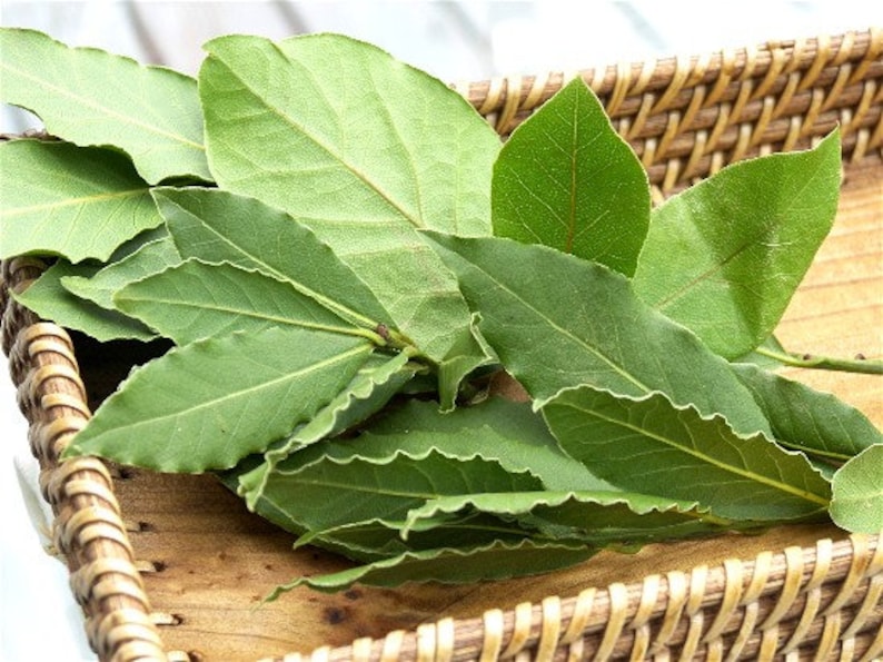 May include: Fresh green bay leaves, with their characteristic elongated shape and wavy edges, are displayed in a woven basket. The leaves are a vibrant green color, and the basket is made of light brown woven material.
