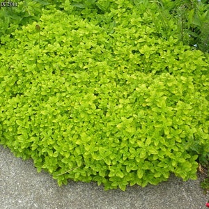 May include: A close-up of a vibrant green bush with small, dense leaves. The bush is growing in a garden setting.