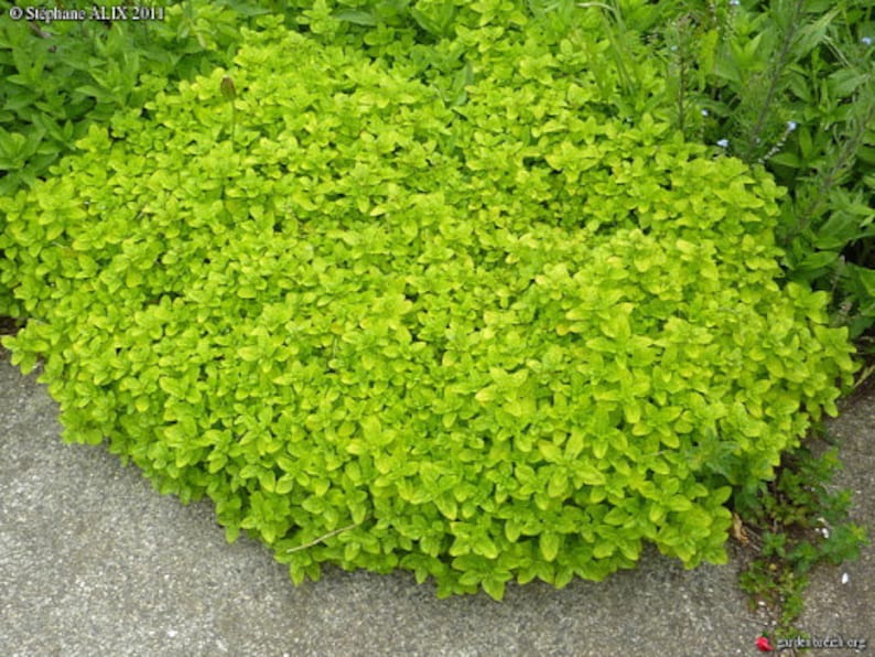 May include: A close-up of a vibrant green bush with small, dense leaves. The bush is growing in a garden setting.