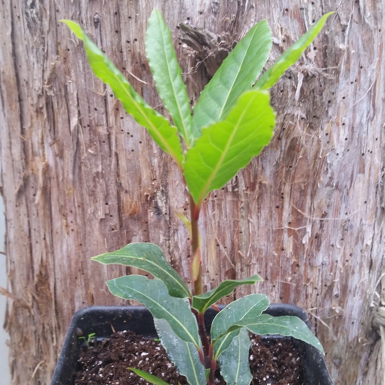 May include: A small potted plant with vibrant green leaves and a reddish-brown stem. The plant is set against a textured, brown tree trunk background. The leaves have a prominent vein pattern.
