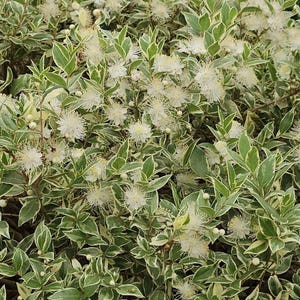 May include: A close-up shot of a flowering plant with green and white variegated leaves. The plant has many small, white, pom-pom-like flowers. The foliage is dense, creating a textured appearance. The image showcases the plant's natural beauty.