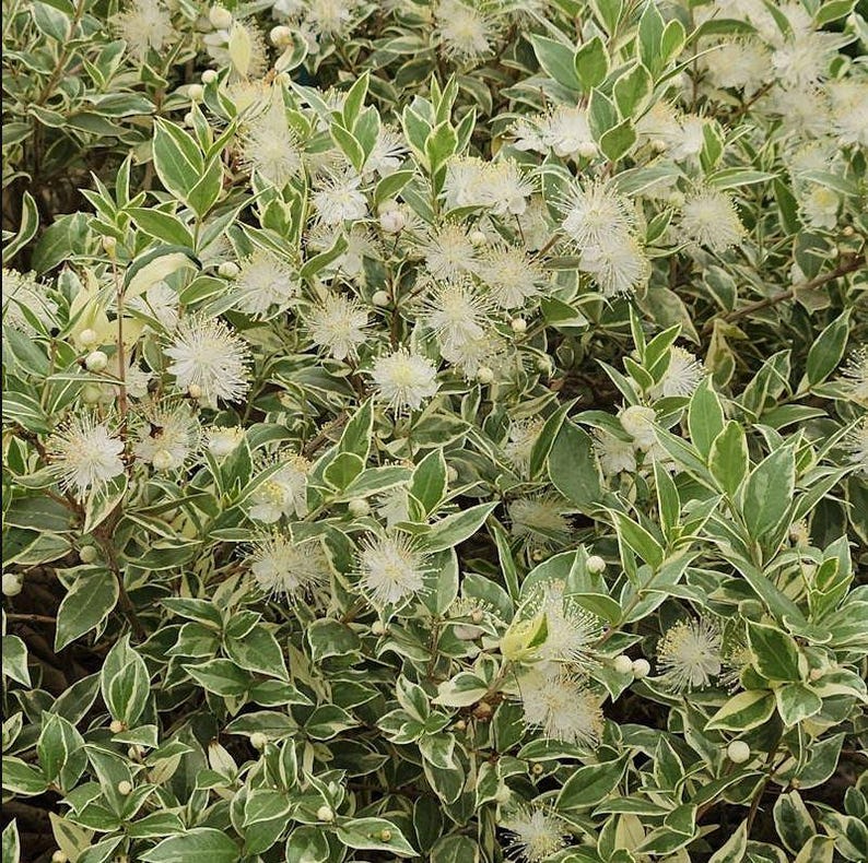 May include: A close-up shot of a flowering plant with green and white variegated leaves. The plant has many small, white, pom-pom-like flowers. The foliage is dense, creating a textured appearance. The image showcases the plant's natural beauty.