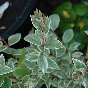May include: Close-up of a plant with green leaves edged in white. The oval-shaped leaves grow in pairs along reddish stems. Some leaves have a pinkish hue. The plant is in a pot, with other plants in the background.