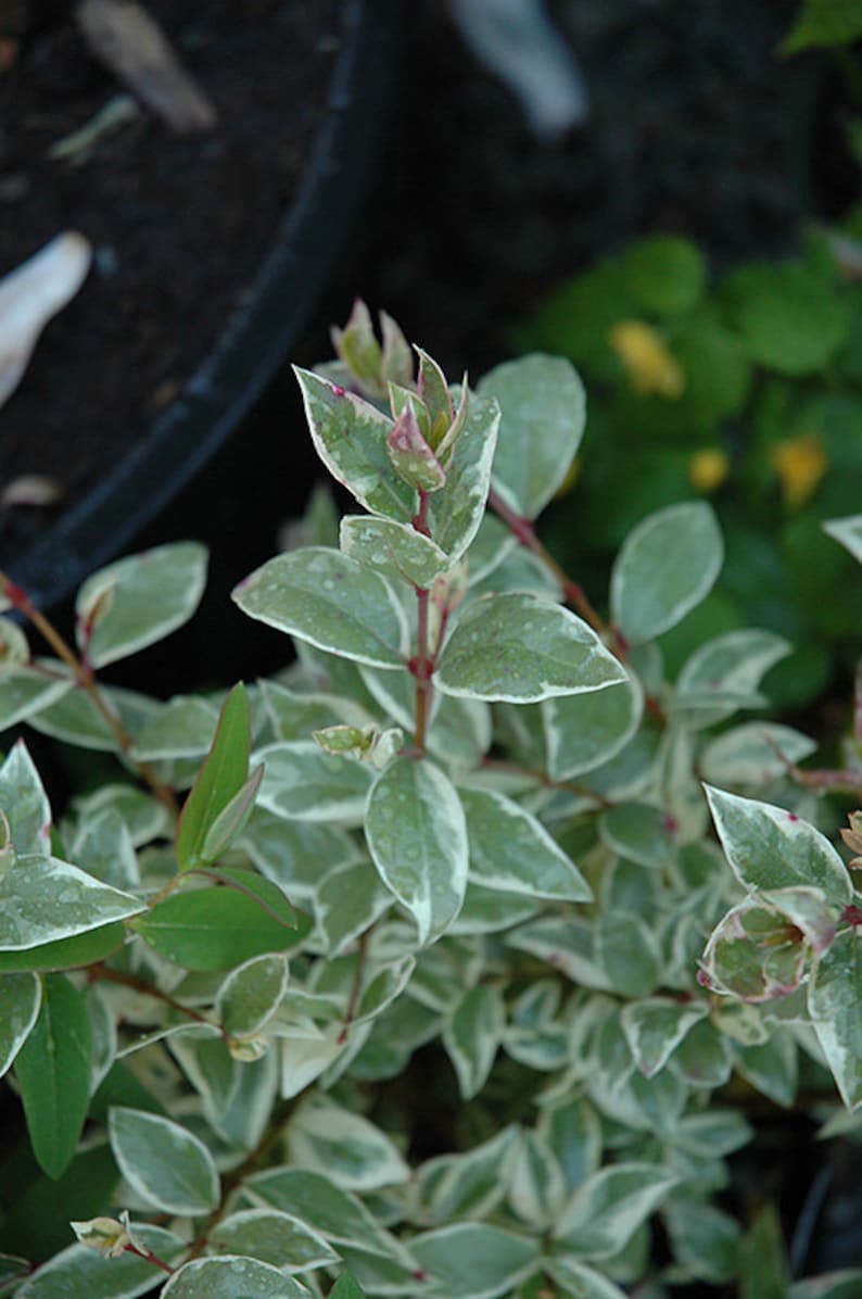 May include: Close-up of a plant with green leaves edged in white. The oval-shaped leaves grow in pairs along reddish stems. Some leaves have a pinkish hue. The plant is in a pot, with other plants in the background.