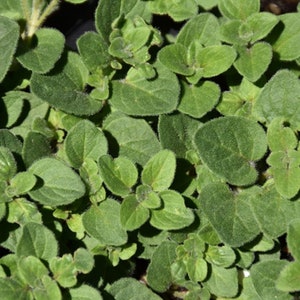 May include: Close-up of oregano plant with small, round, green leaves. The leaves have a slightly fuzzy texture and are densely packed together, creating a lush, vibrant appearance. The image highlights the fresh, healthy growth of the herb.