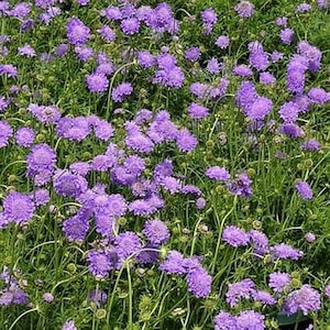 Scabiosa Butterfly Blue Plant, Pin cushion plant, Naturally grown. image 10