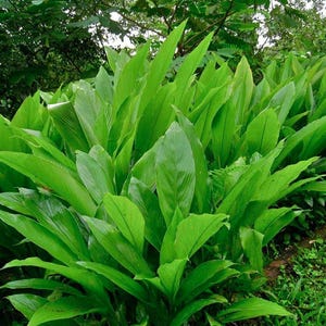 Organic Yellow Turmeric Plants, lives herb plant, 12 in tall