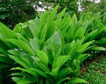 Organic Yellow Turmeric Plants, lives herb plant, 12 in tall