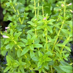 May include: A close-up of a cluster of green aquatic plants with small pink flowers. The plants have long, slender stems and delicate leaves.