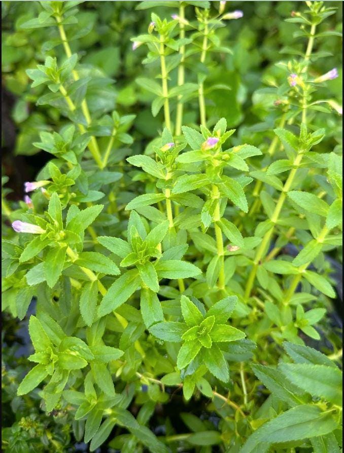 Rice Paddy Herb, NGO OM (plant) - Etsy Rice Paddy Herb, NGO OM (plant) - Etsy