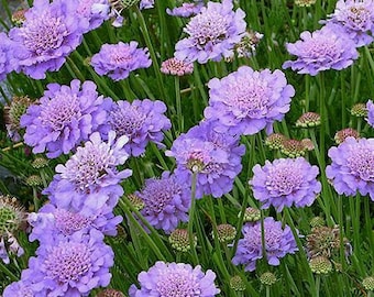 Scabiosa Butterfly Blue Plant, Pin cushion plant, Naturally grown.