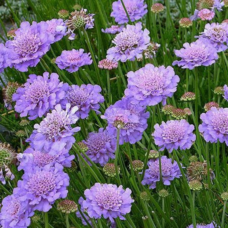 Scabiosa Butterfly Blue Plant, Pin cushion plant, Naturally grown. image 1