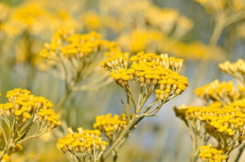 Curry Plant, Helichrysum Italicum image 2