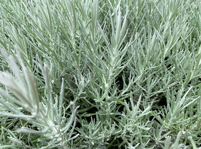 Curry Plant, Helichrysum Italicum image 4