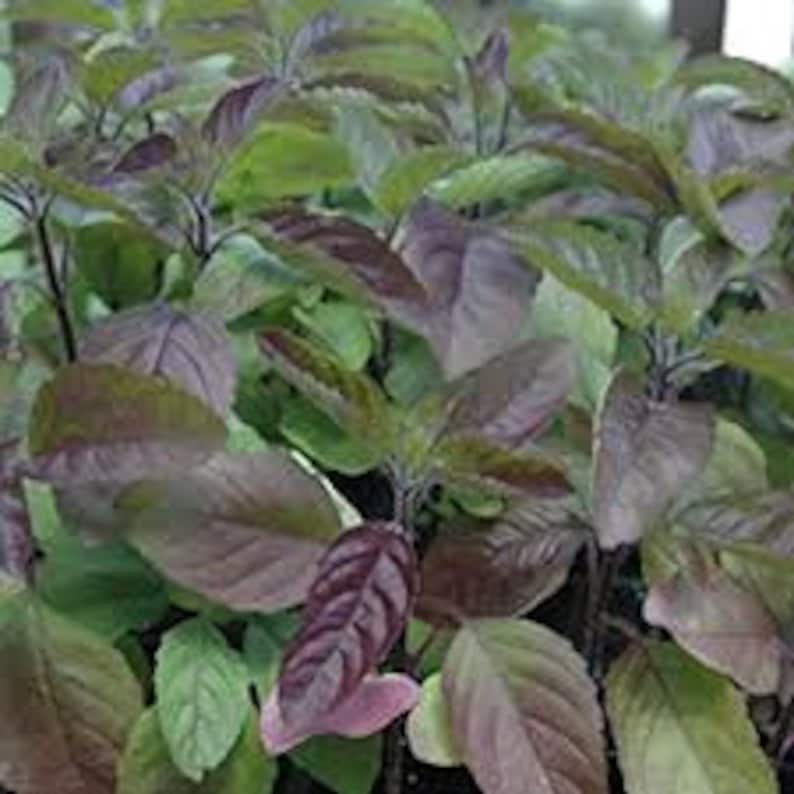Op de afbeelding: Een groep heilige basilicumplanten met ovaalvormige bladeren met gekartelde randen. Het blad vertoont een mix van dieppaarse en levendige groene tinten, met donkerpaarse stengels die de dichte groei van de aromatische kruidenplant ondersteunen.