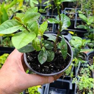 Pode incluir: Uma pequena planta de ch&aacute; num vaso de pl&aacute;stico preto, segurada por uma m&atilde;o. A planta tem folhas verdes vibrantes e alguns rebentos novos. Outras plantas em vasos s&atilde;o vis&iacute;veis no fundo.