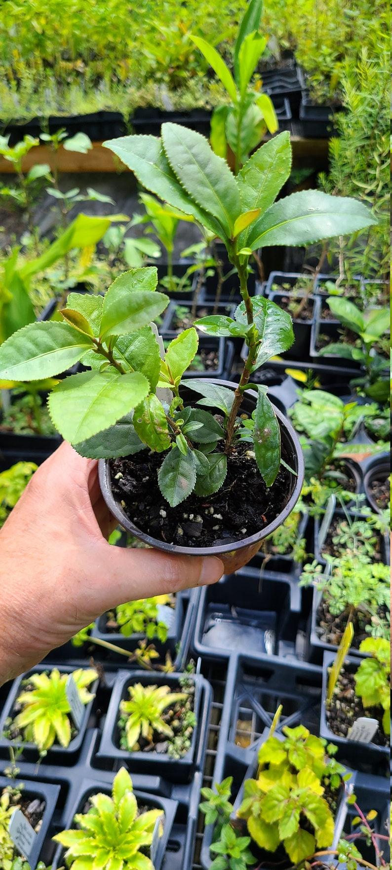 Pode incluir: Uma pequena planta de ch&aacute; num vaso de pl&aacute;stico preto, segurada por uma m&atilde;o. A planta tem folhas verdes vibrantes e alguns rebentos novos. Outras plantas em vasos s&atilde;o vis&iacute;veis no fundo.