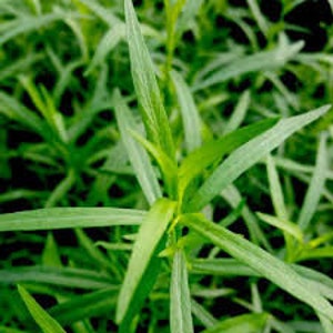 French Tarragon Plant (Naturally grown, no pesticides, non-GMO)