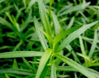 French Tarragon Plant (Naturally grown, no pesticides, non-GMO)