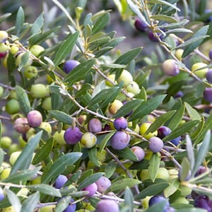 May include: Close-up of an olive tree branch laden with olives. The olives vary in color from green to purple, with some showing a mix of hues. The leaves are a deep green, and the image is well-lit, highlighting the textures.
