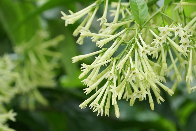 Organic Night blooming Jasmine cestrum Nocturnum Plant grown