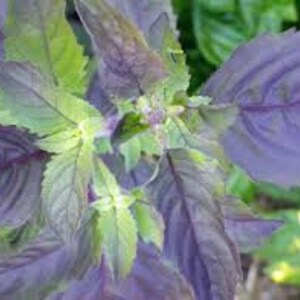 Op de afbeelding: Een levendige plant met een mix van dieppaarse en heldergroene bladeren. Het blad vertoont een gekarteld randpatroon met prominente nerven die door elk blad lopen, uitstralend vanaf een centrale stengel die kleine bloemknoppen vertoont.