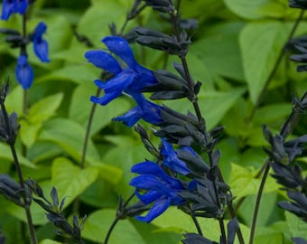 Organic Black And Blue Salvia plants, grown in 4 inch pots (live)