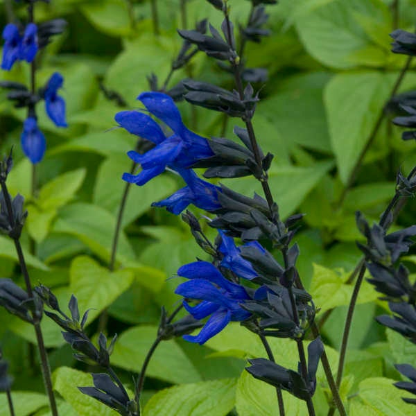 Organic Black And Blue Salvia plants, grown in 4 inch pots (live)