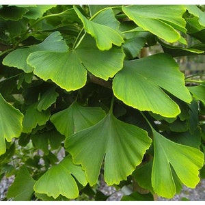 Ginkgo Biloba tree