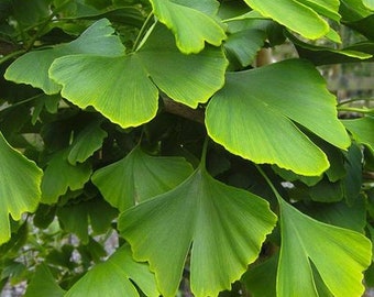 Ginkgo Biloba tree