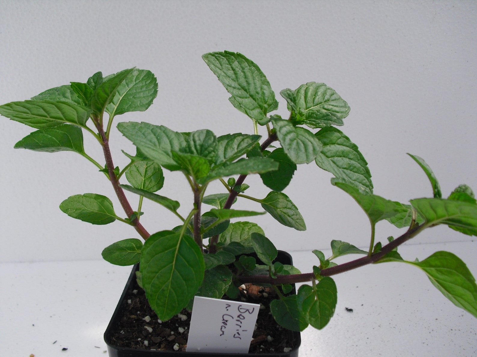 Berries and Cream Mint Plant live Etsy