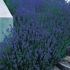 PROVENCE LAVENDER PLANT image 9