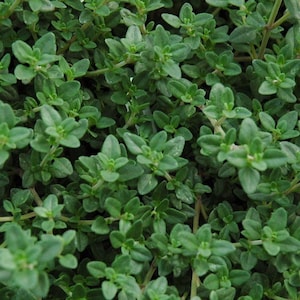 English Thyme plant ( Organic ), common thyme