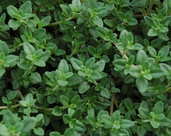 English Thyme plant ( Organic ), common thyme