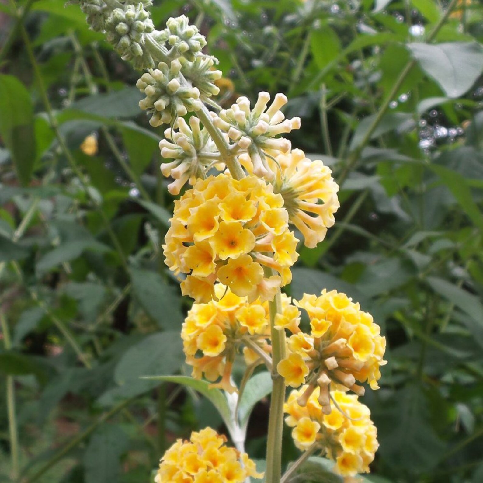 Yellow Butterfly Bush live Plant Etsy