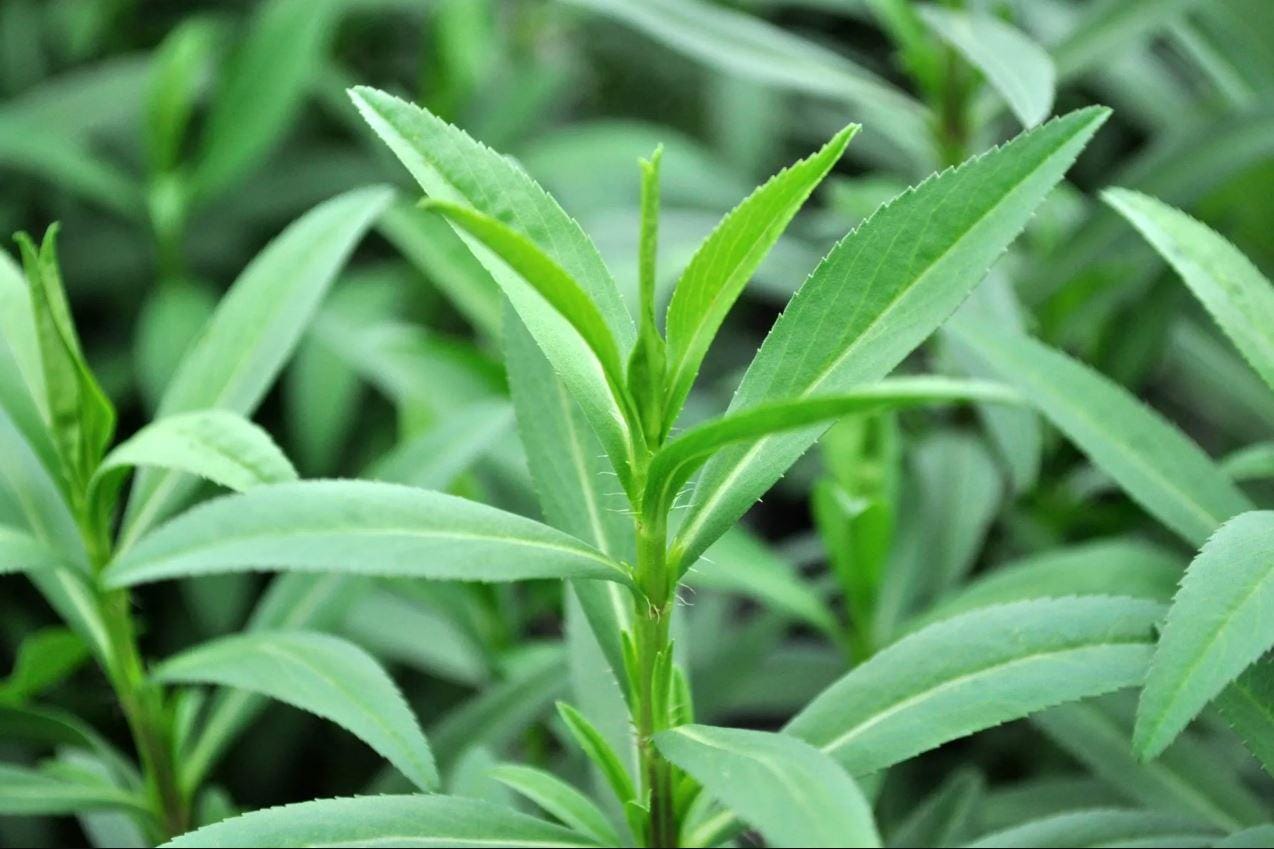 French Tarragon Herb - Etsy