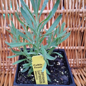 PROVENCE LAVENDER PLANT image 3