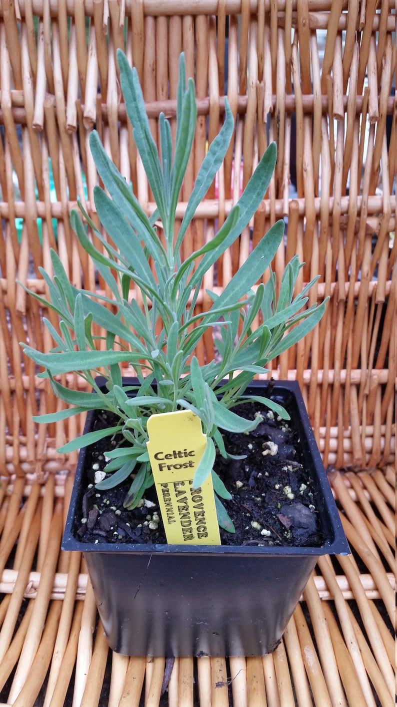 PROVENCE LAVENDER PLANT image 3