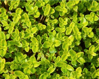 Golden Lime Thyme (live plant)