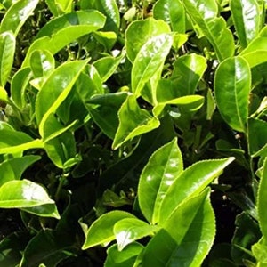 Pode incluir: Close-up de folhas de ch&aacute; verde vibrantes, mostrando sua textura brilhante e suas intrincadas nervuras. As folhas s&atilde;o densamente compactadas, criando um fundo natural exuberante. A imagem destaca o frescor e a vitalidade das plantas de ch&aacute;.
