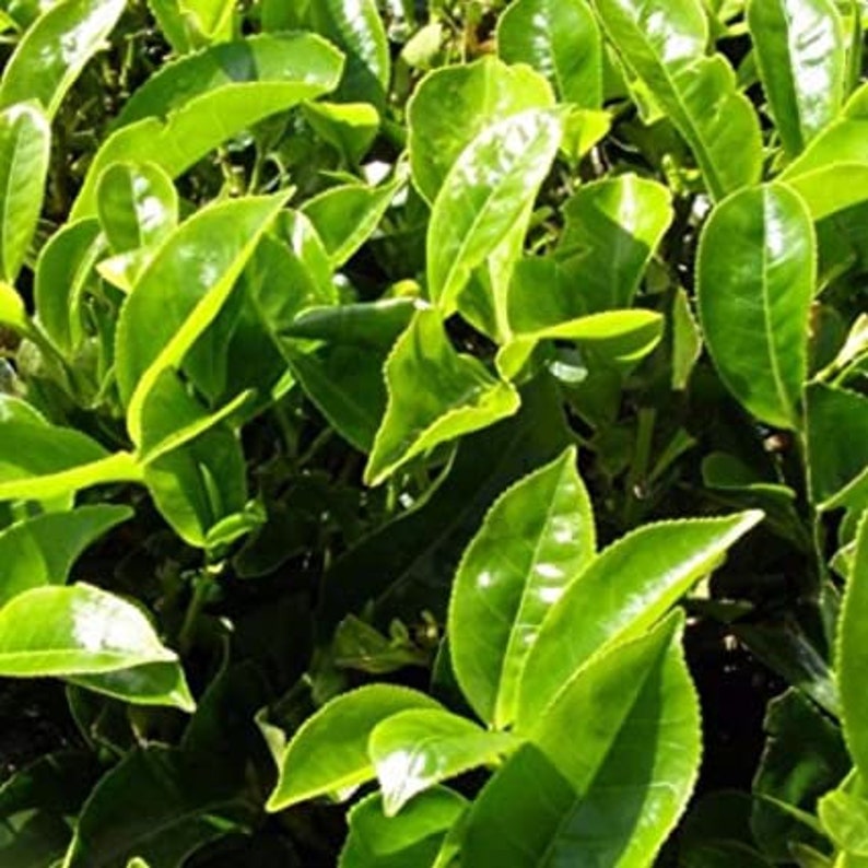 Pode incluir: Close-up de folhas de ch&aacute; verde vibrantes, mostrando sua textura brilhante e suas intrincadas nervuras. As folhas s&atilde;o densamente compactadas, criando um fundo natural exuberante. A imagem destaca o frescor e a vitalidade das plantas de ch&aacute;.