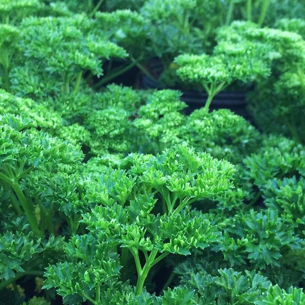 Curled Parsley plants