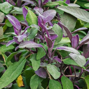Purple Garden Sage (live plant grown in 4 inch pots)