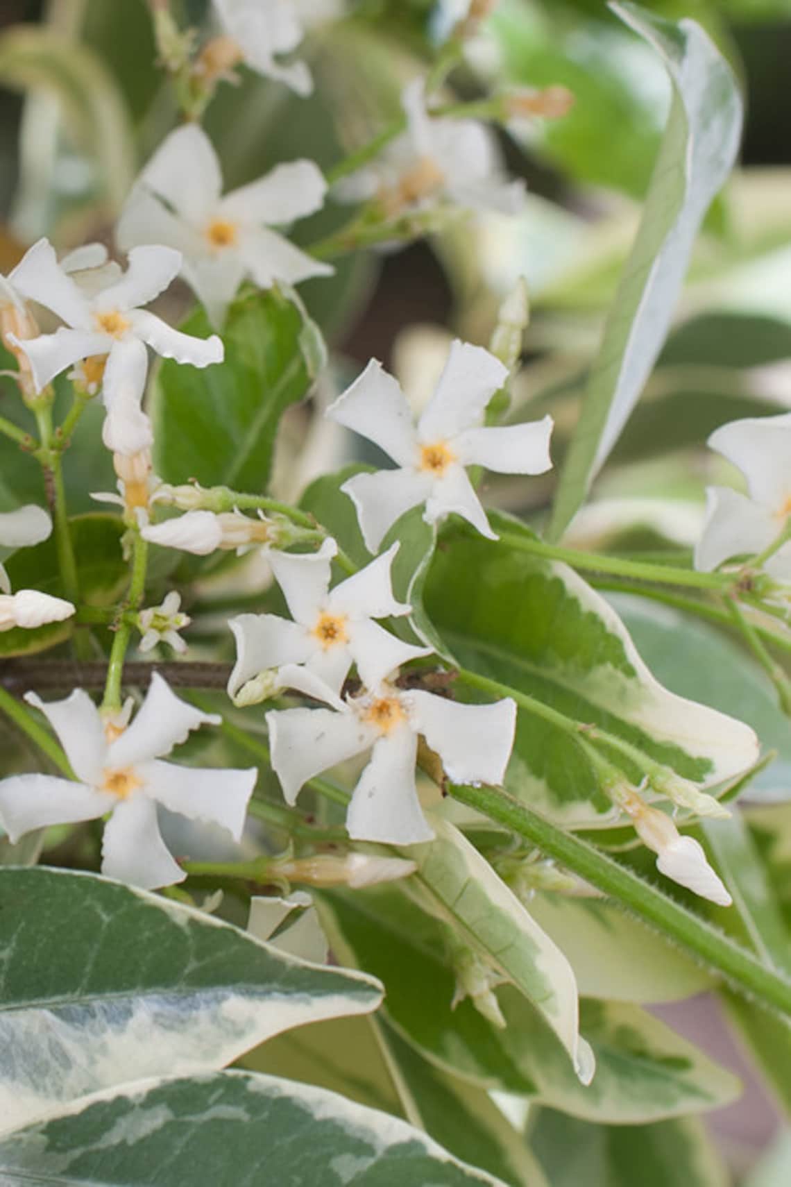 Variegated Star jasmine plants variegated confederate | Etsy