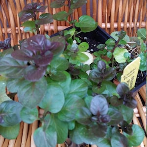 PLANTA DE MENTA NARANJA