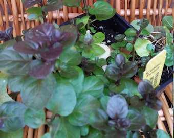 ORANGE MINT PLANT