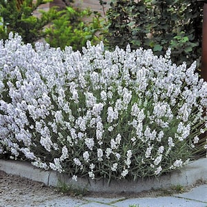 White 2024 lavender plants