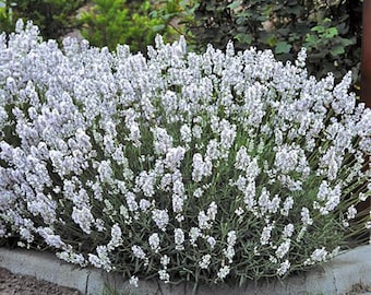 May include: A large bush of white lavender flowers in bloom. The lavender is planted in a garden bed with a concrete border.