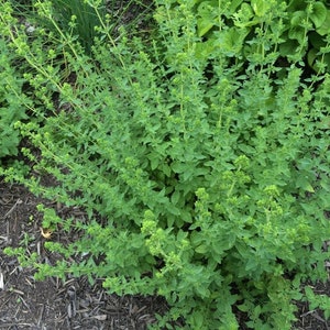Italian Oregano Plants (organic)
